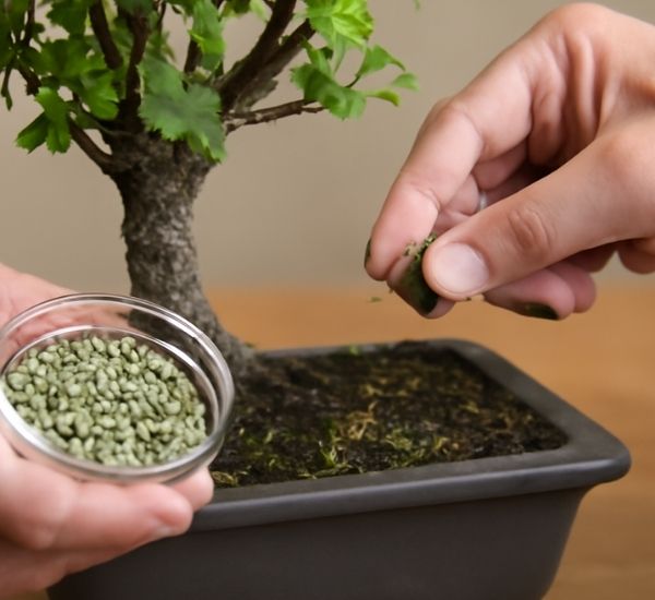 A un bonsái se le caen las hojas por un mal abonado