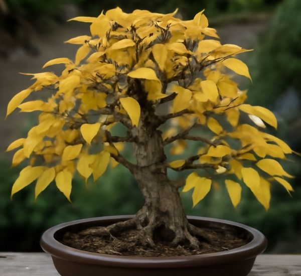 A un bonsái se le caen las hojas por enfermedad